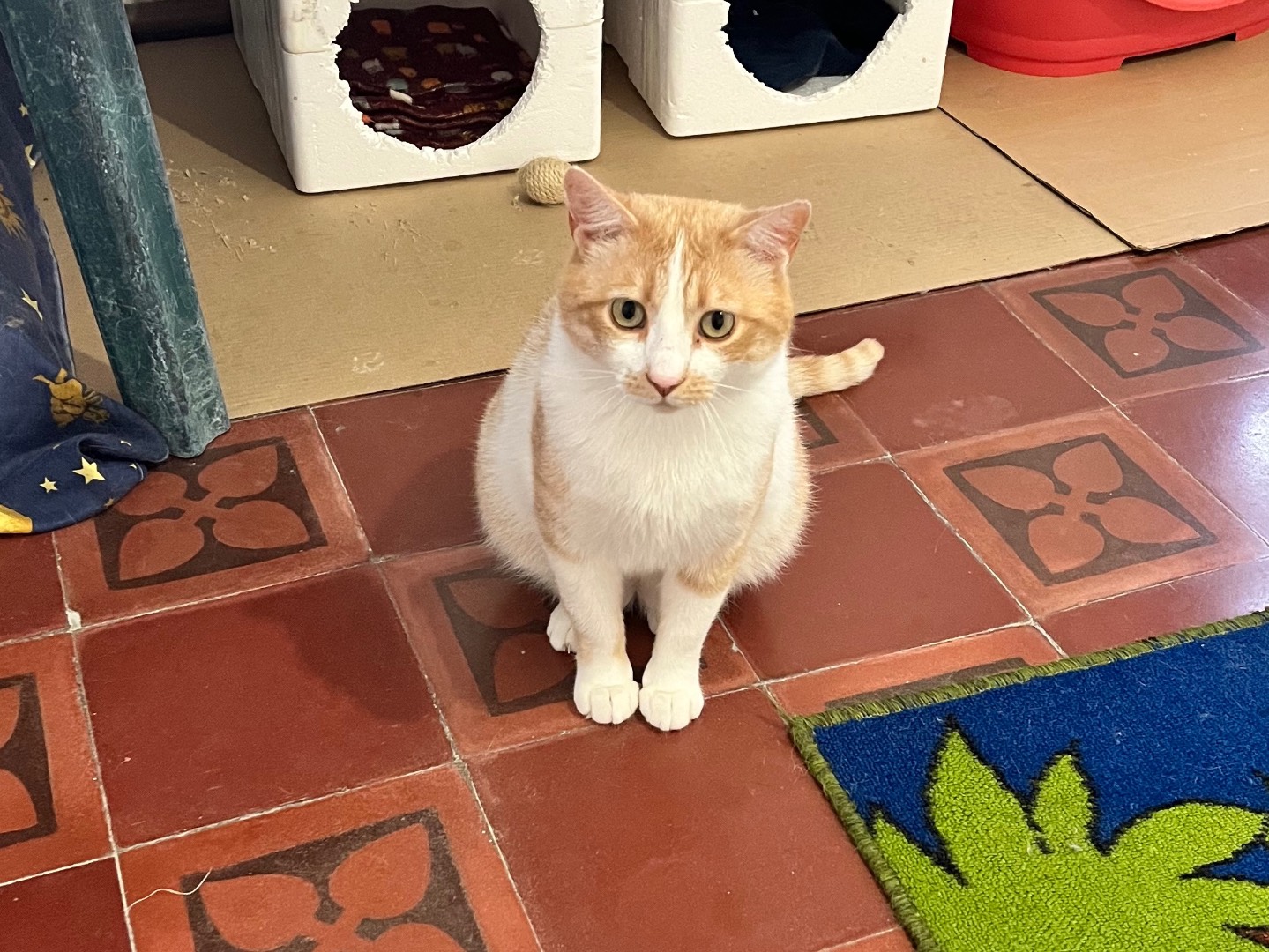 Adozione gatto, maschio, Razza sconosciuta Razza sconosciuta, 2 anni e 10 mesi, taglia non valida, Padova