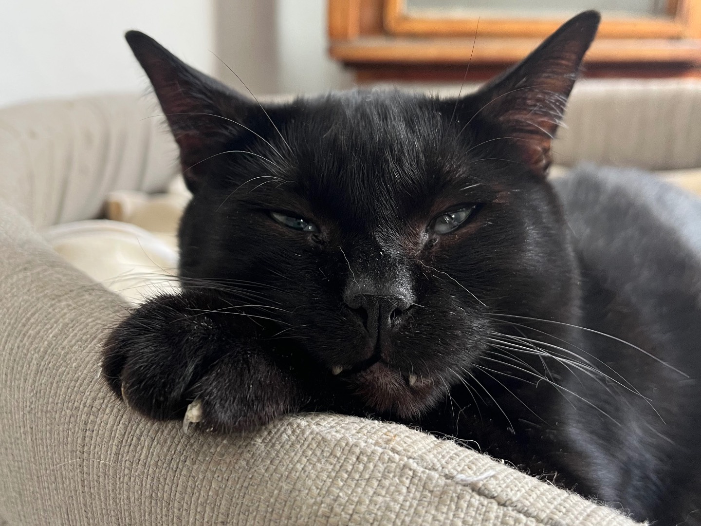 Adozione gatto, maschio, Razza sconosciuta Razza sconosciuta, 5 anni e 1 mese, taglia non valida, Padova