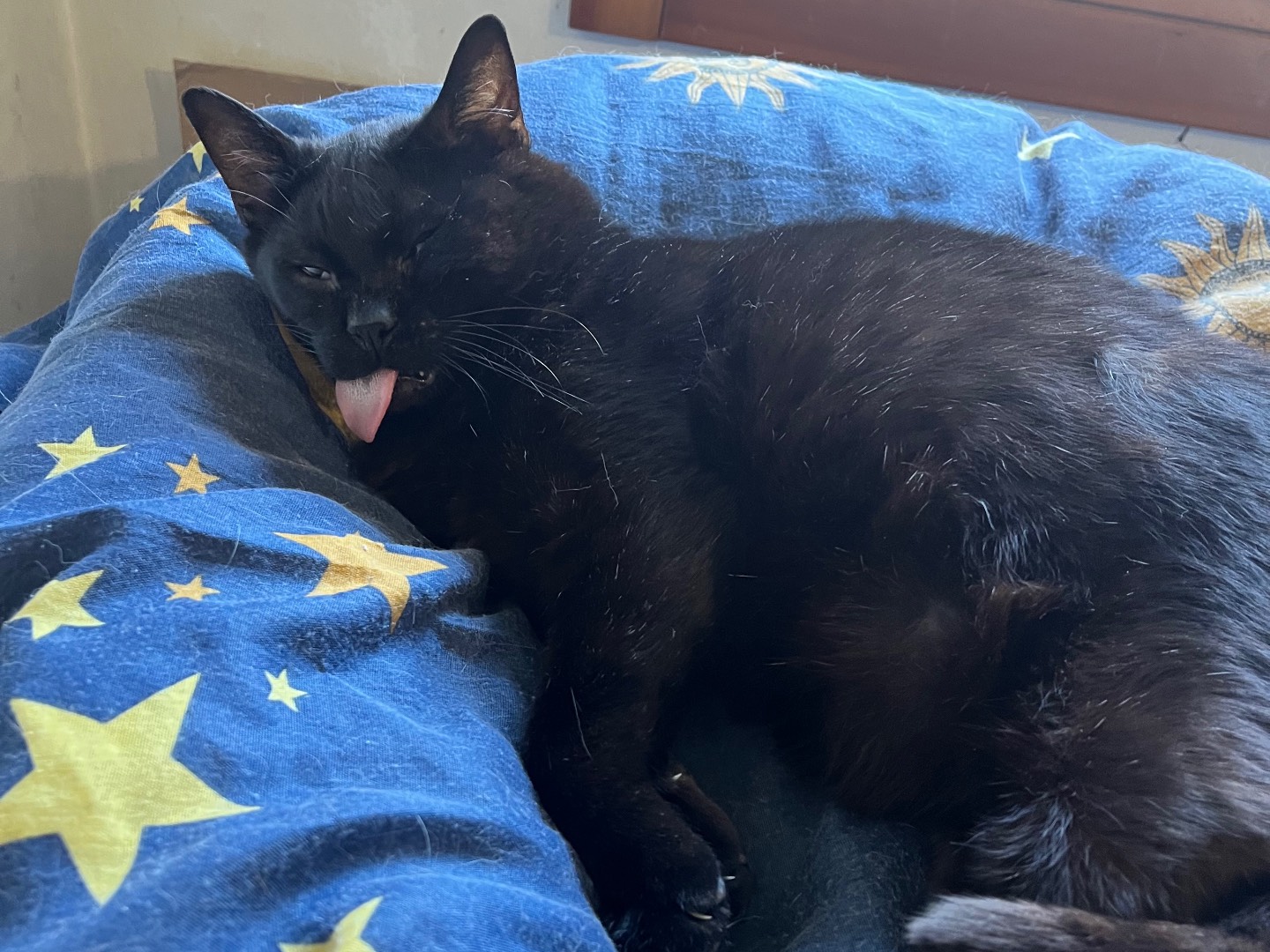 Adotta un gatto, maschio, 5 anni e 1 mese, Padova