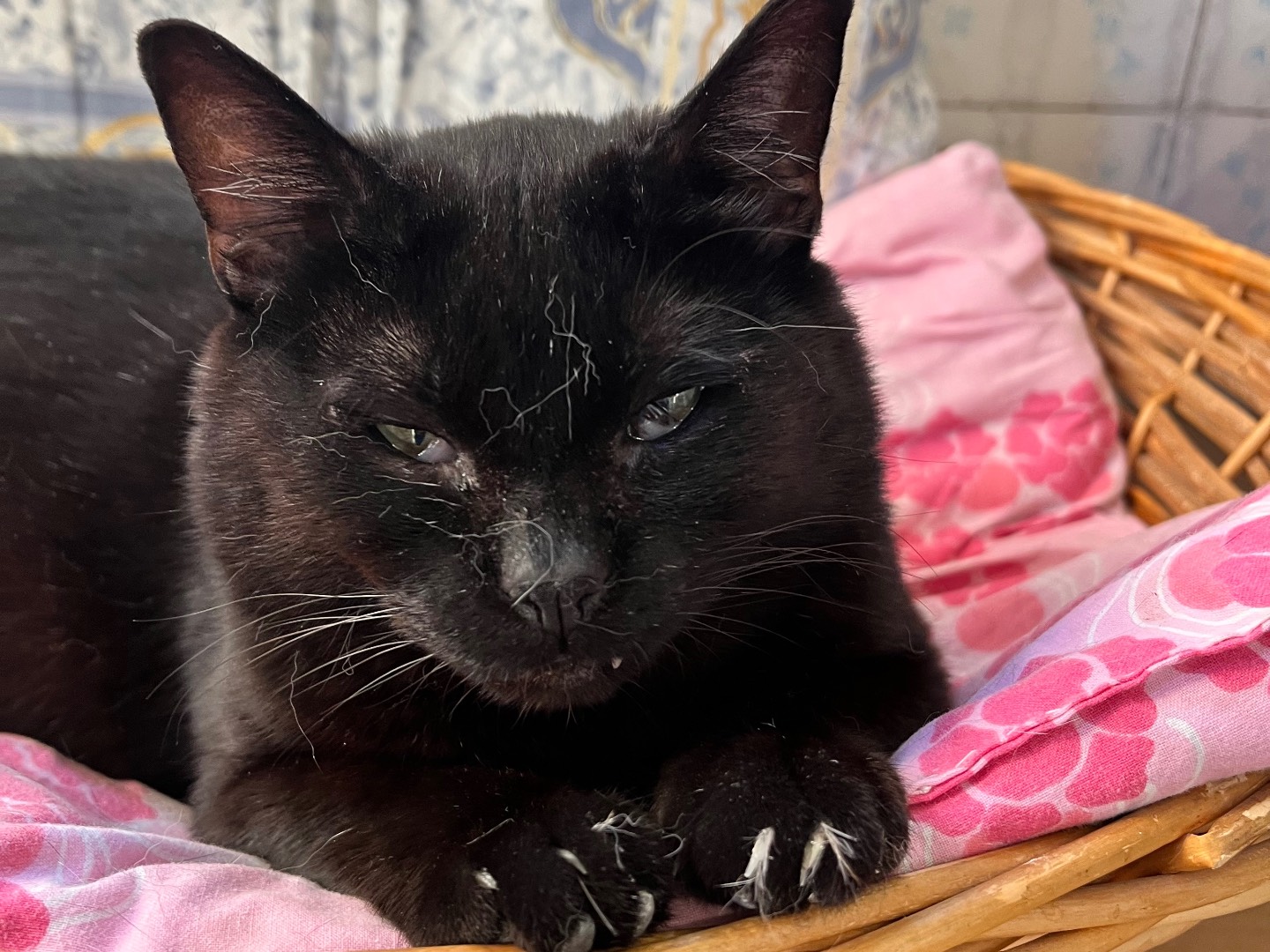 Adotta un gatto, taglia non valida, maschio, Padova