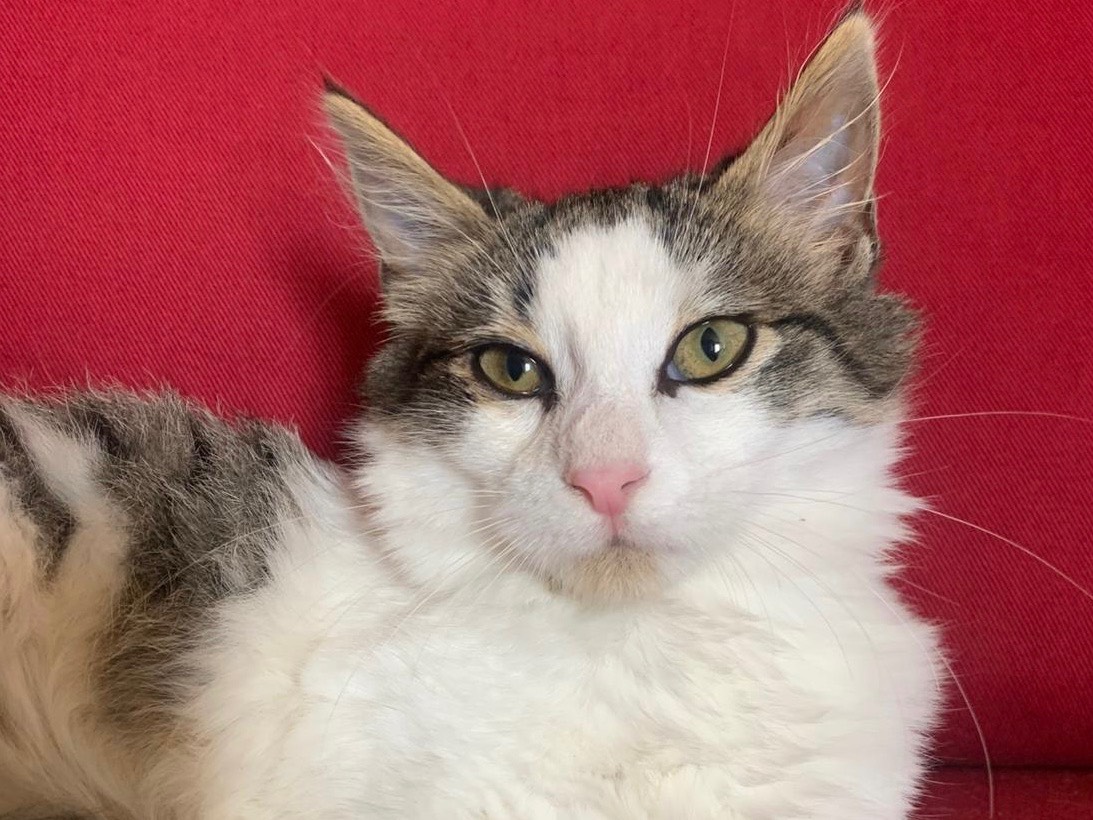 Adozione gatto, femmina, Razza sconosciuta Razza sconosciuta, 3 mesi, taglia non valida, Latina