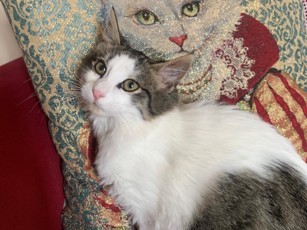 Adotta un gatto, femmina, 3 mesi, Latina