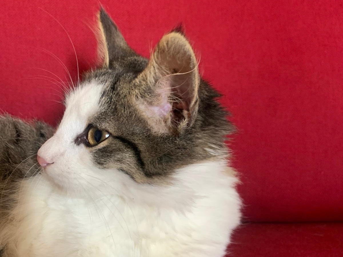 Adotta un gatto, taglia non valida, femmina, Latina