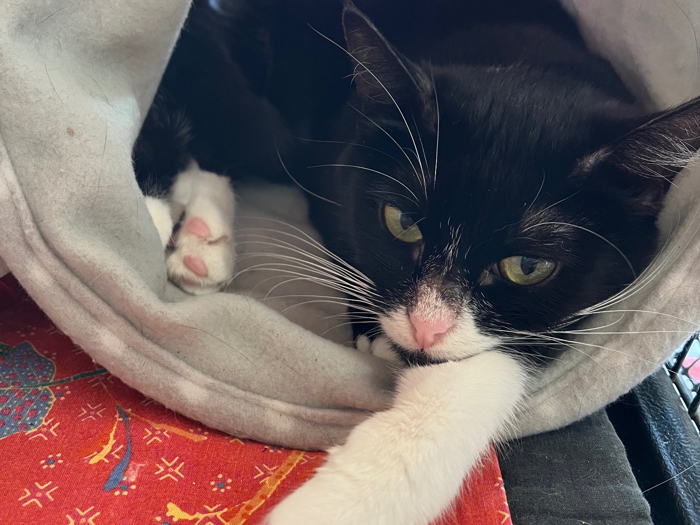 Adozione gatto, femmina, Razza sconosciuta Razza sconosciuta, 1 anno e 11 mesi, taglia non valida, Padova