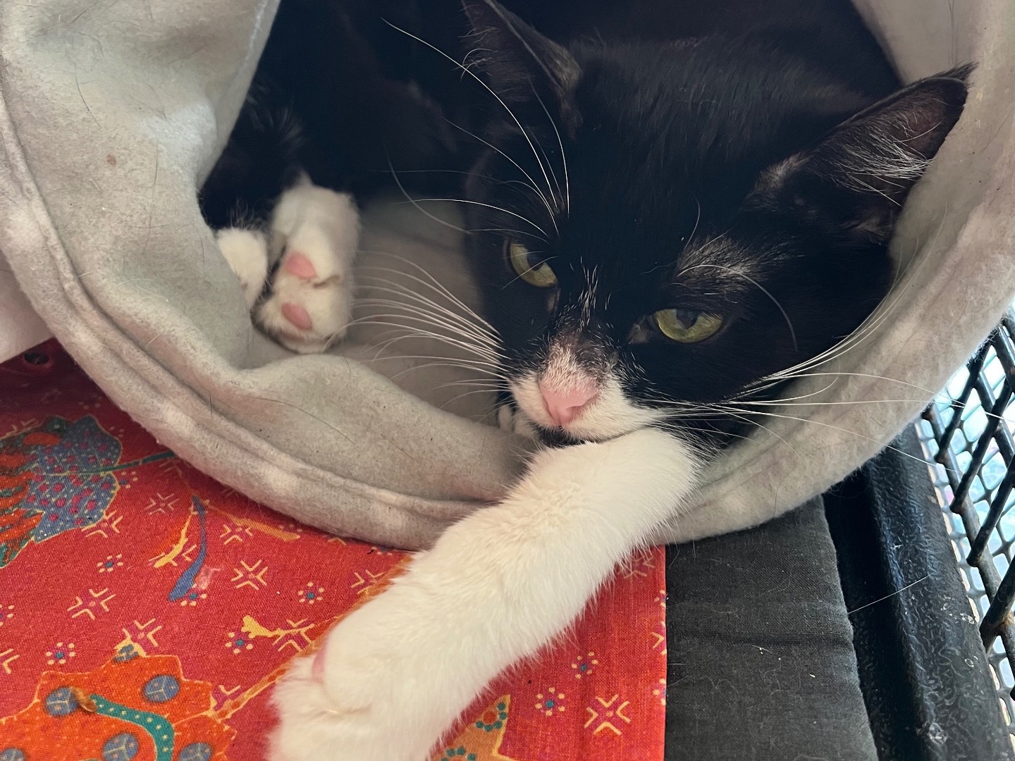 Adotta un gatto, femmina, 1 anno e 11 mesi, Padova