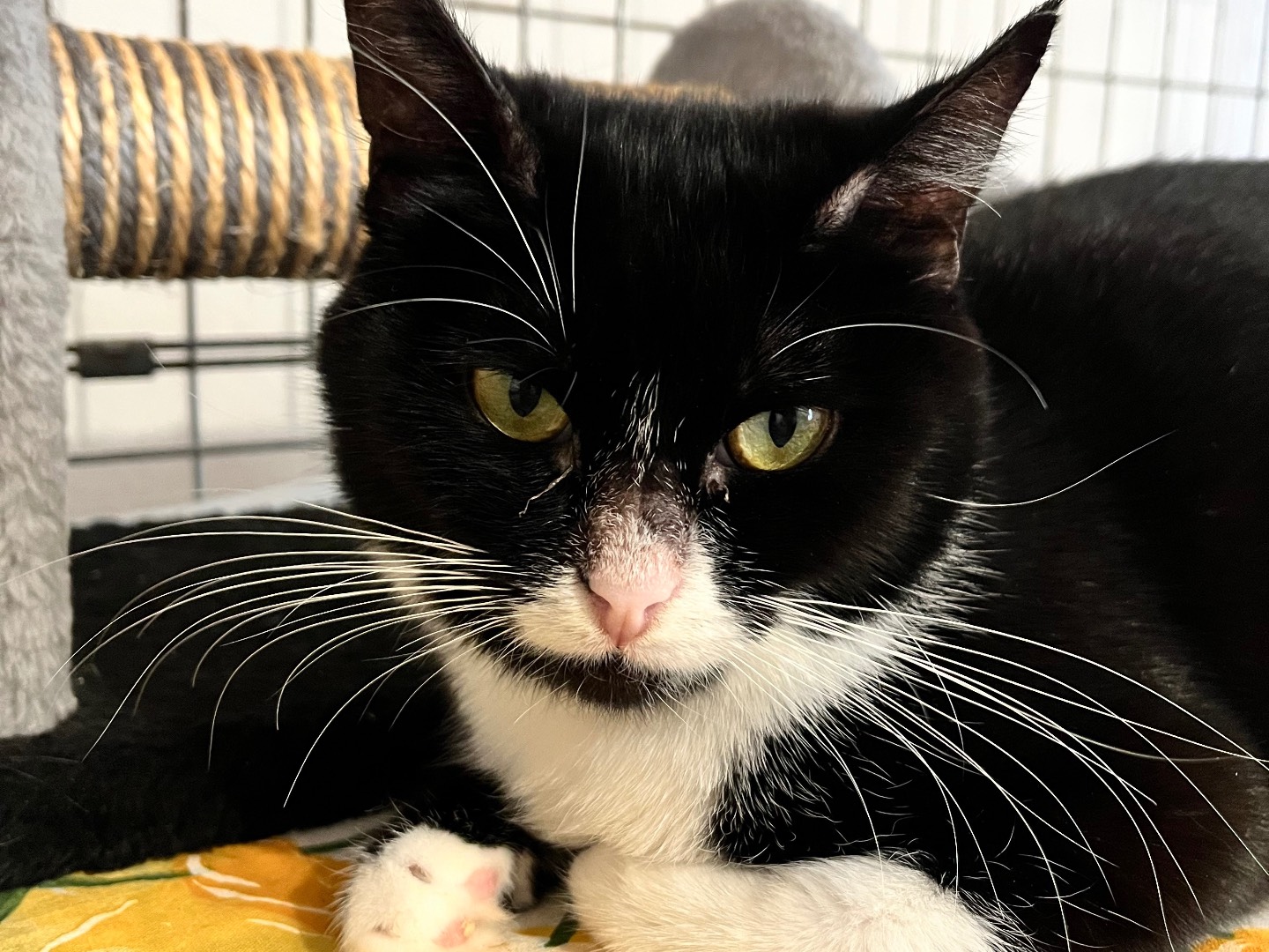 Adotta un gatto, taglia non valida, femmina, Padova