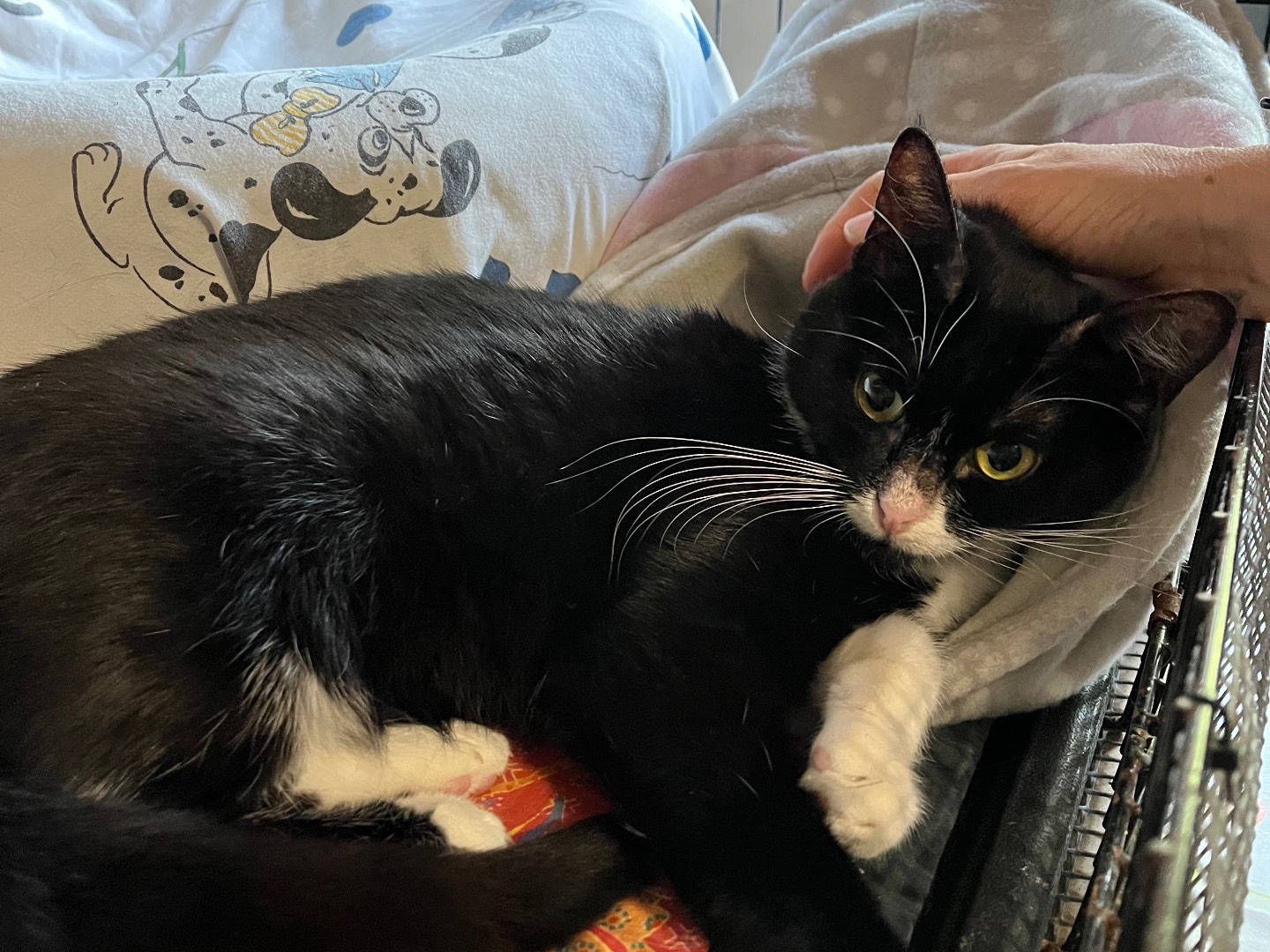 Vuoi adottare un gatto a Padova?