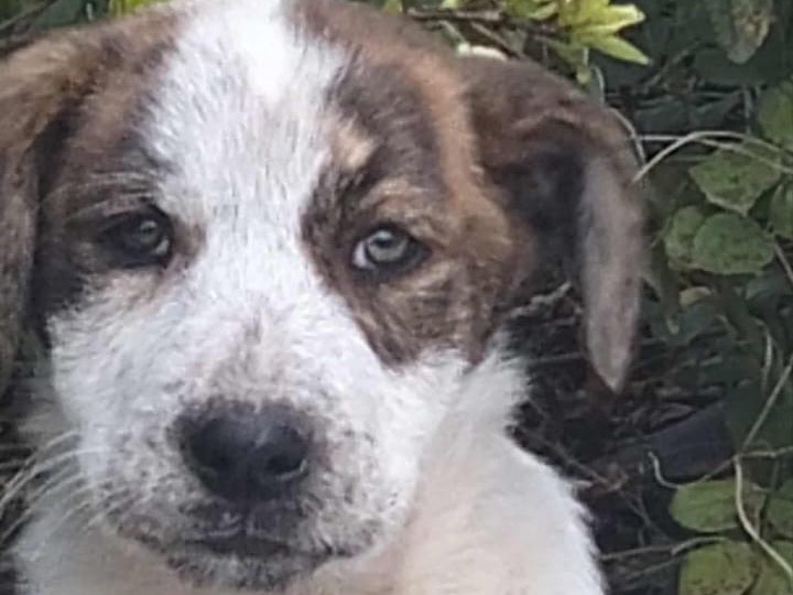 Adotta un cane, femmina, 3 mesi, Sassari