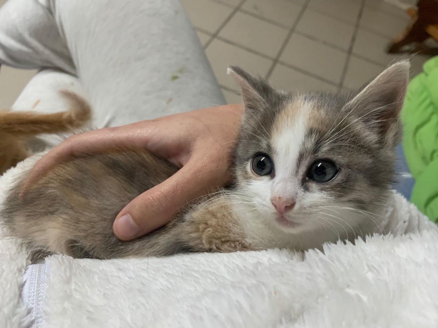 Adozione gatto, femmina, Razza sconosciuta Razza sconosciuta, 2 mesi, taglia non valida, Sassari