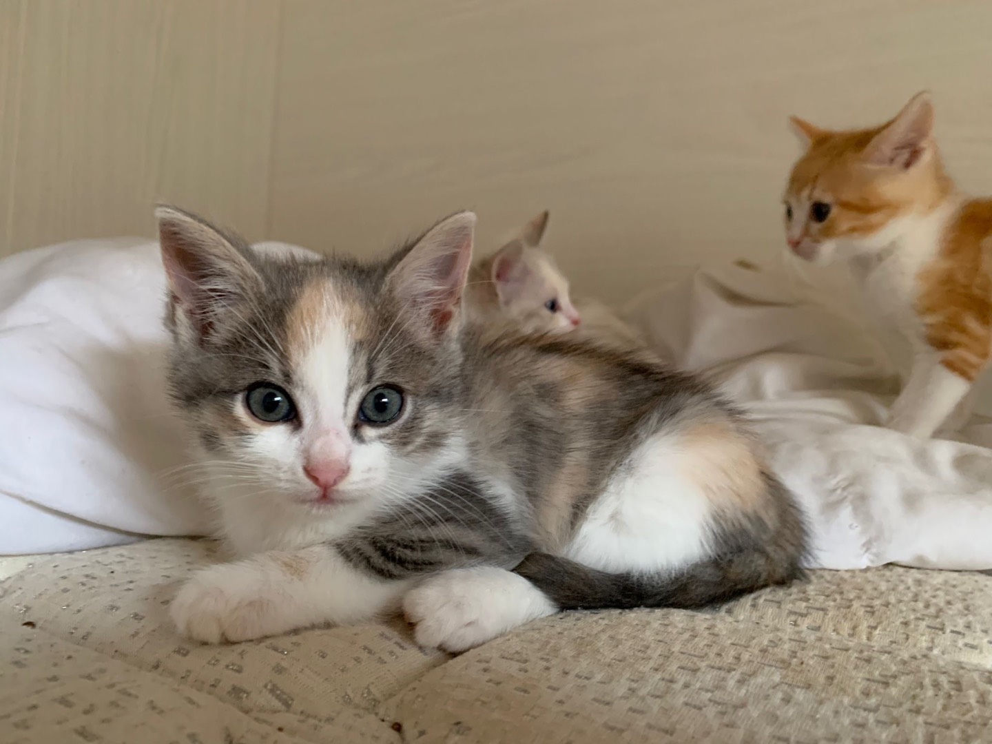 Adotta un gatto, femmina, 2 mesi, Sassari