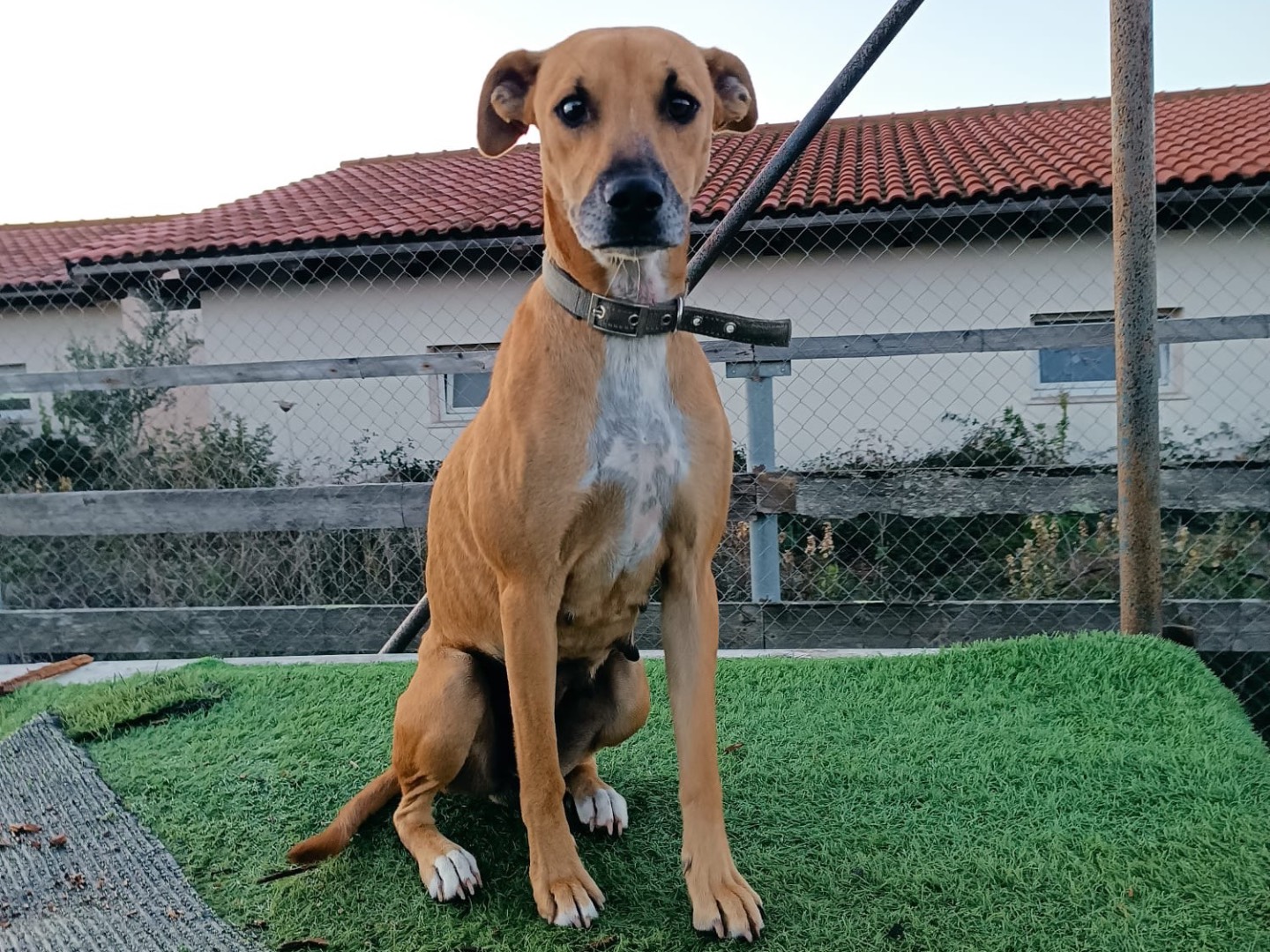 Adozione cane, femmina, Razza sconosciuta Razza sconosciuta, 1 anno e 10 mesi, taglia media, Sassari