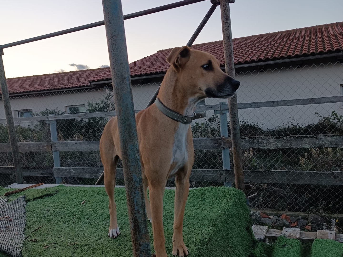 Adotta un cane, femmina, 1 anno e 10 mesi, Sassari