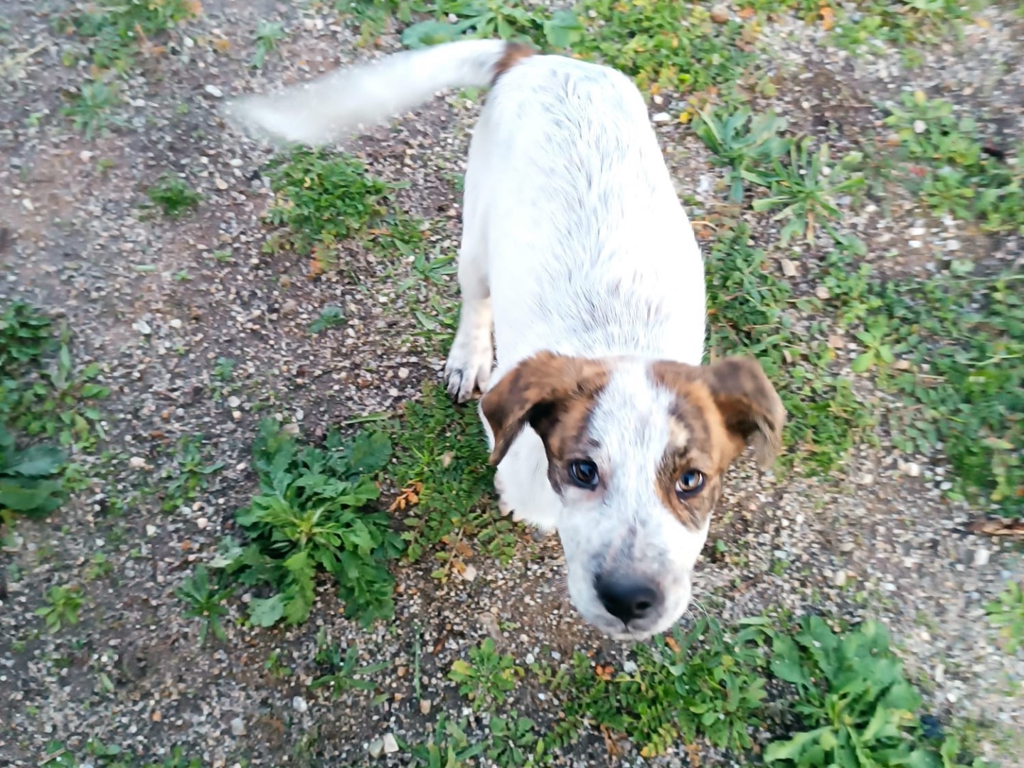 Adozione cane, femmina, Razza sconosciuta Razza sconosciuta, 3 mesi, taglia media, Sassari
