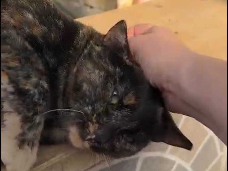 Adozione gatto, femmina, Razza sconosciuta Razza sconosciuta, 2 anni e 2 mesi, taglia non valida, Latina