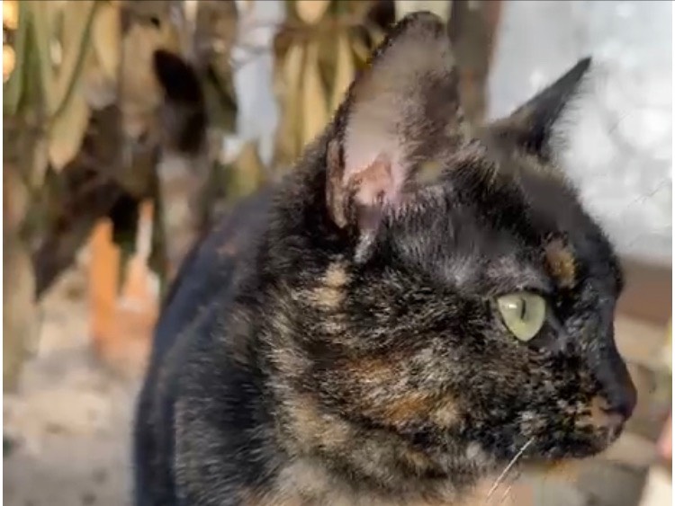 Adotta un gatto, femmina, 2 anni e 2 mesi, Latina