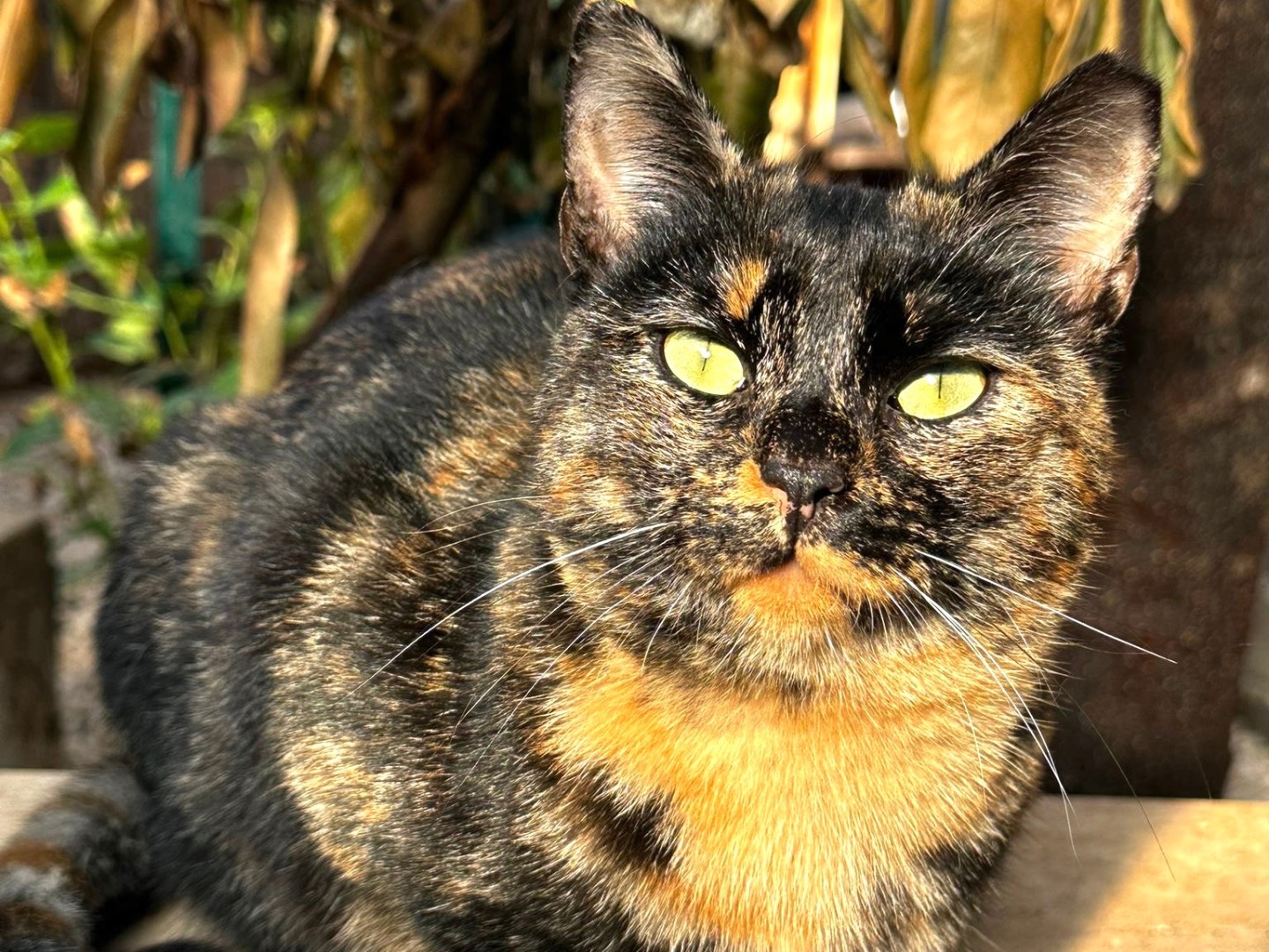 Adotta un gatto, taglia non valida, femmina, Latina