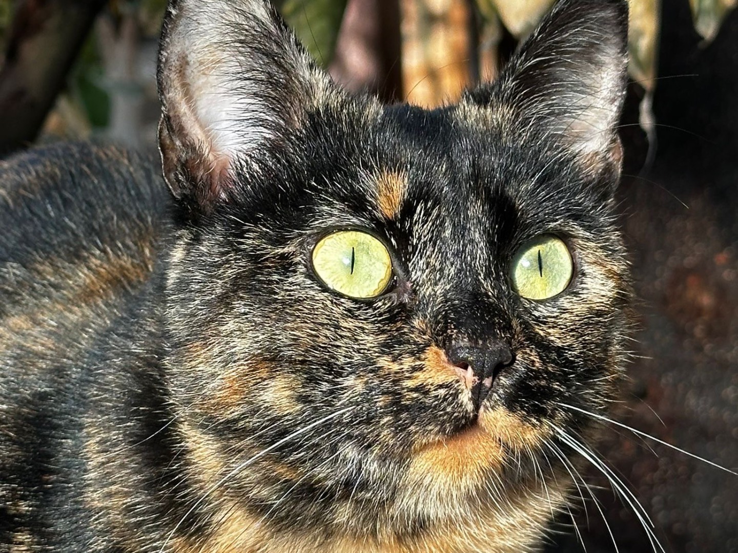 Vuoi adottare un gatto a Latina?