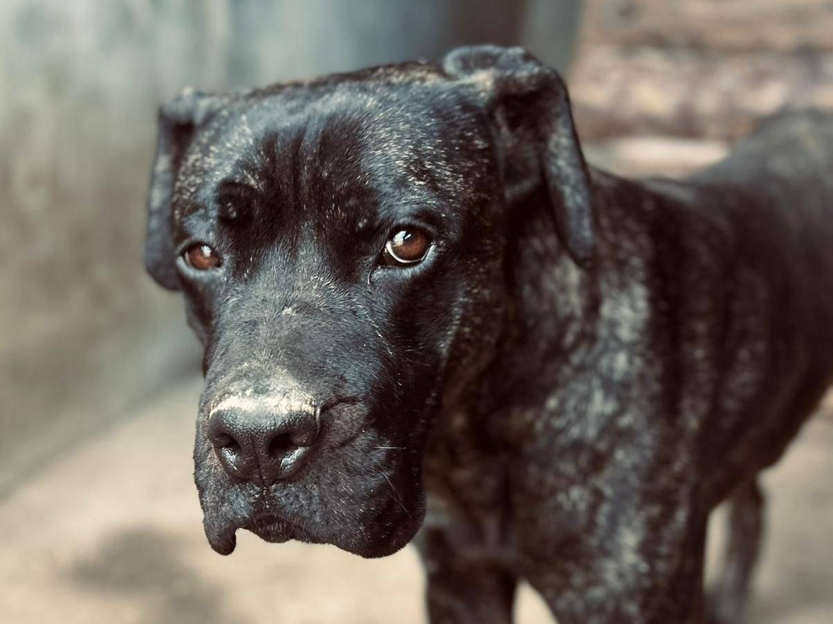 Adozione cane, maschio, Corso Razza sconosciuta, 8 mesi, taglia gigante, Crotone