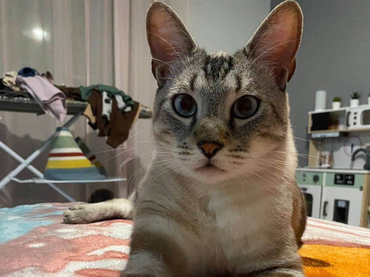 Vuoi adottare un gatto a Napoli?