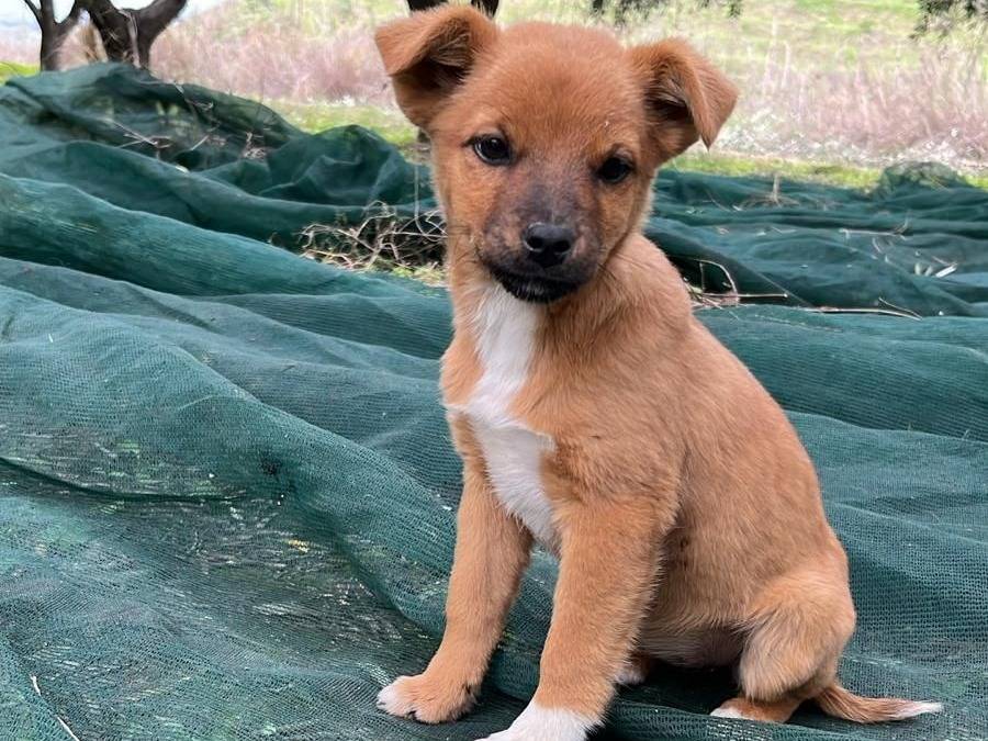Adozione cane, maschio, Razza sconosciuta Razza sconosciuta, 3 mesi, taglia media contenuta, Crotone
