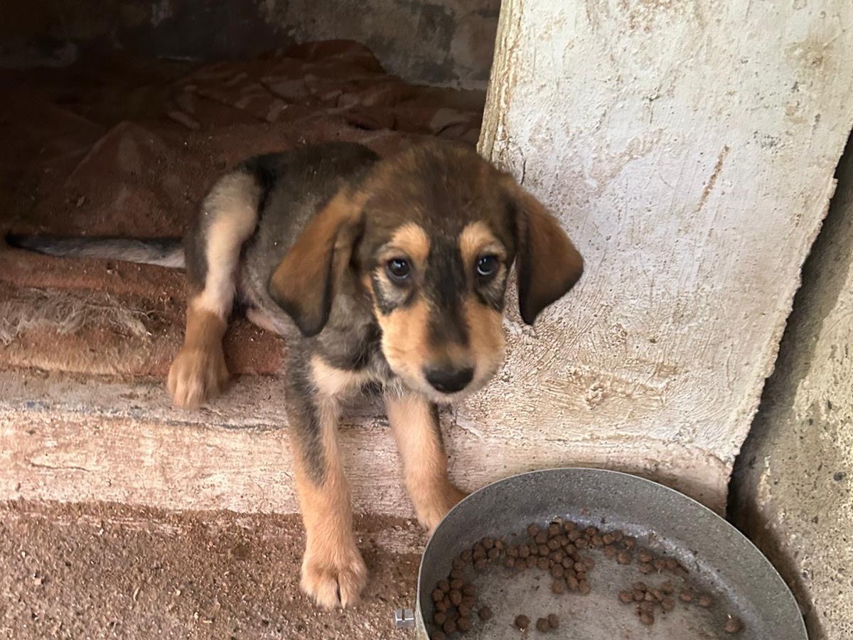 Vuoi adottare un cane a Catanzaro?