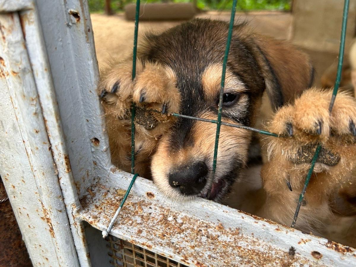 Adotta il cane Toby  a Catanzaro