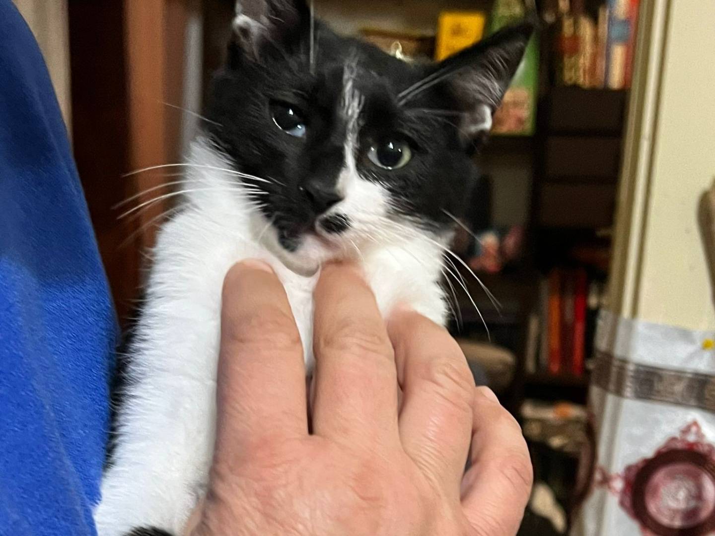 Adozione gatto, maschio, Razza sconosciuta Razza sconosciuta, 4 mesi, taglia non valida, Lecce