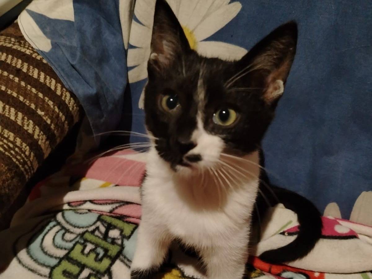 Adotta un gatto, maschio, 4 mesi, Lecce