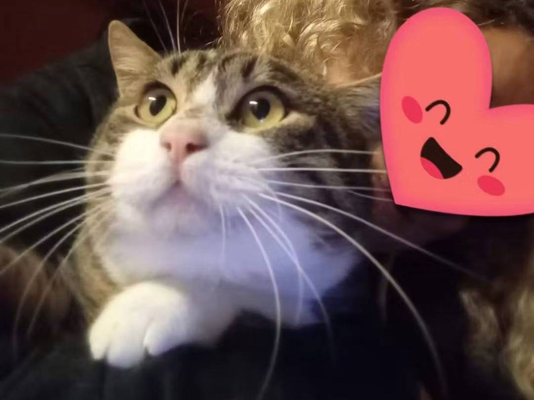 Adozione gatto, maschio, Razza sconosciuta Razza sconosciuta, 2 anni e 1 mese, taglia non valida, Brescia