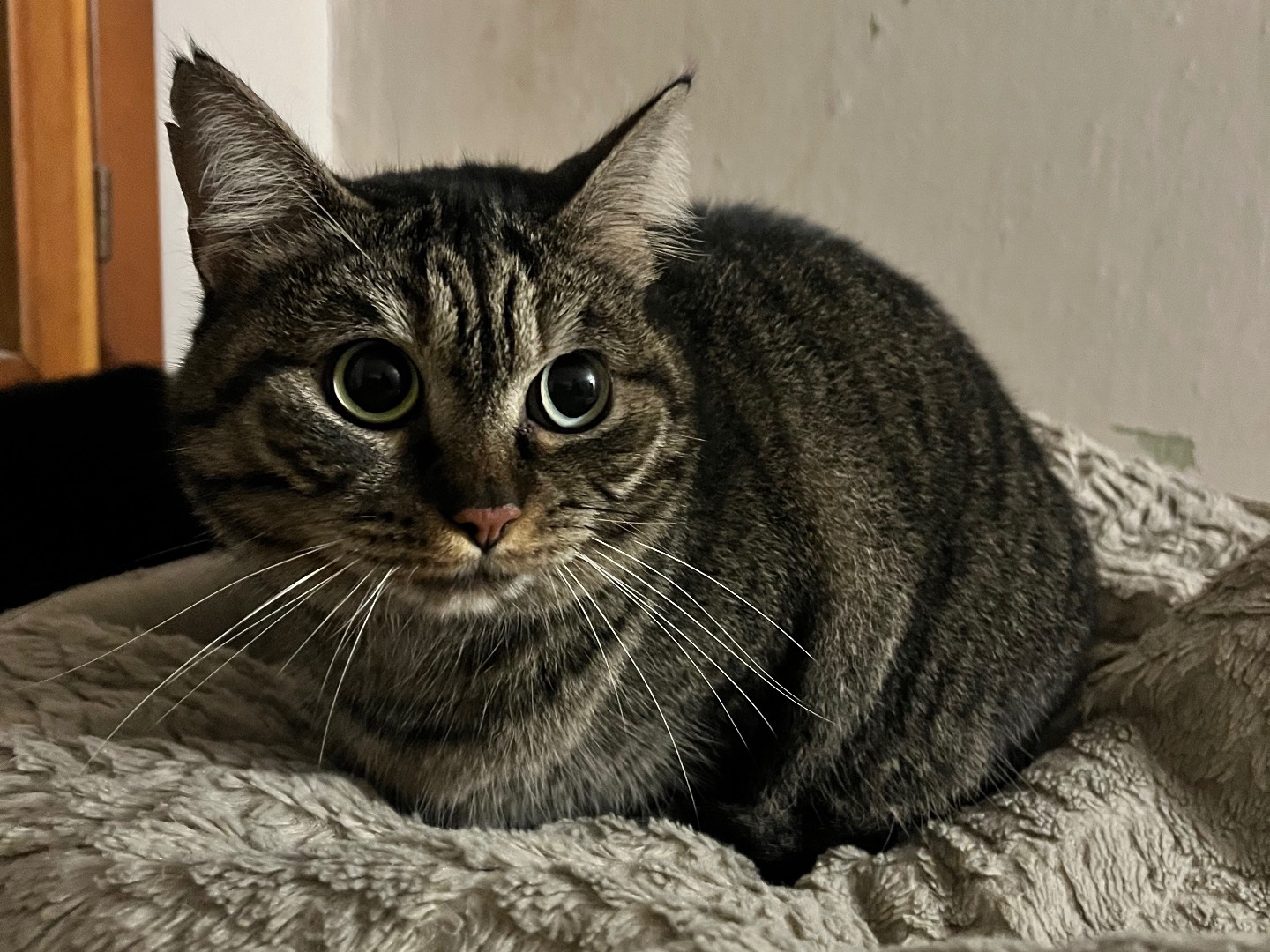 Adozione gatto, femmina, Razza sconosciuta Razza sconosciuta, 4 anni e 1 mese, taglia non valida, Padova