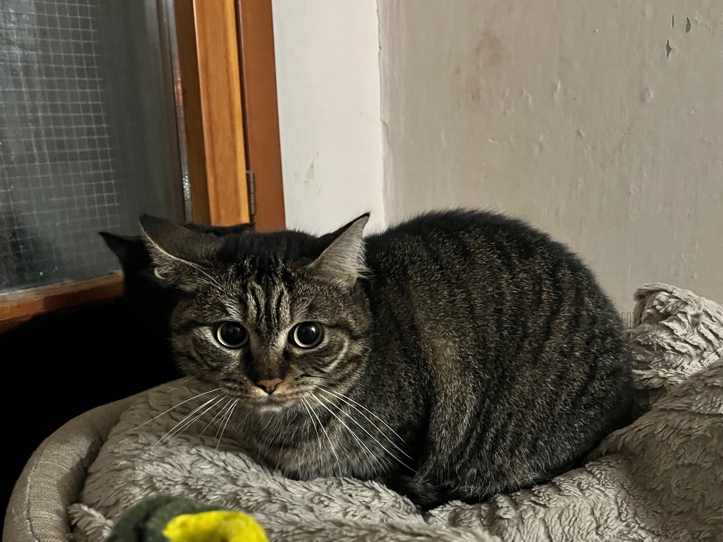 Adotta un gatto, femmina, 4 anni e 1 mese, Padova