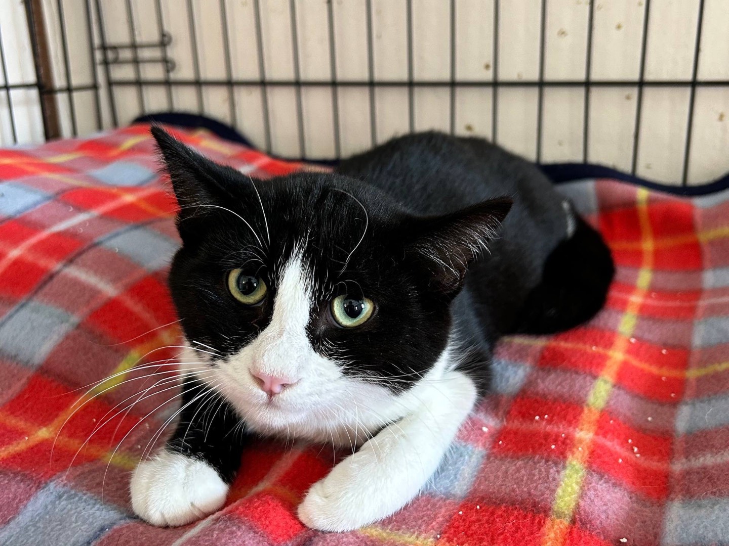 Adozione gatto, maschio, Razza sconosciuta Razza sconosciuta, 9 mesi, taglia non valida, Padova