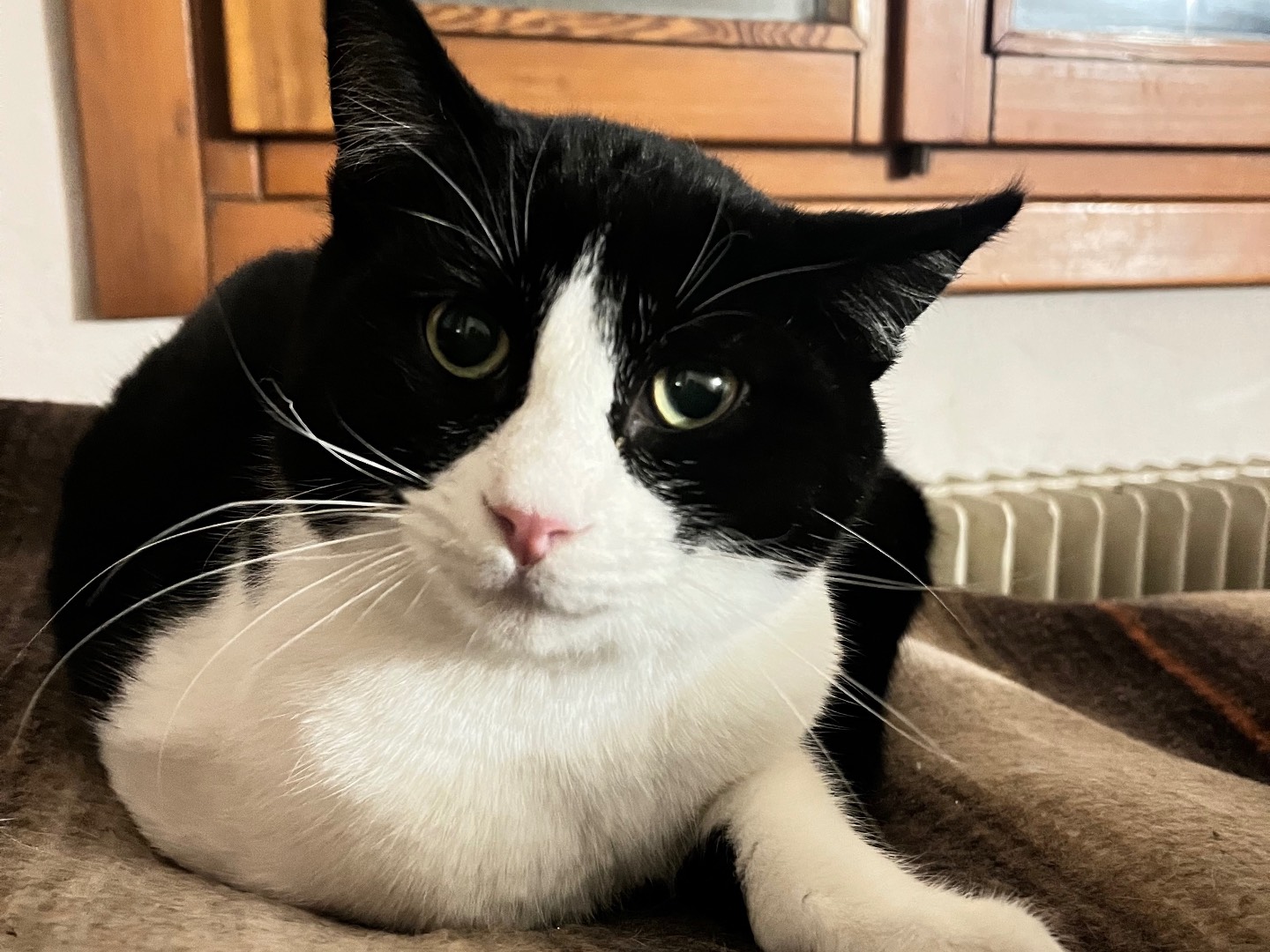 Adotta un gatto, maschio, 9 mesi, Padova