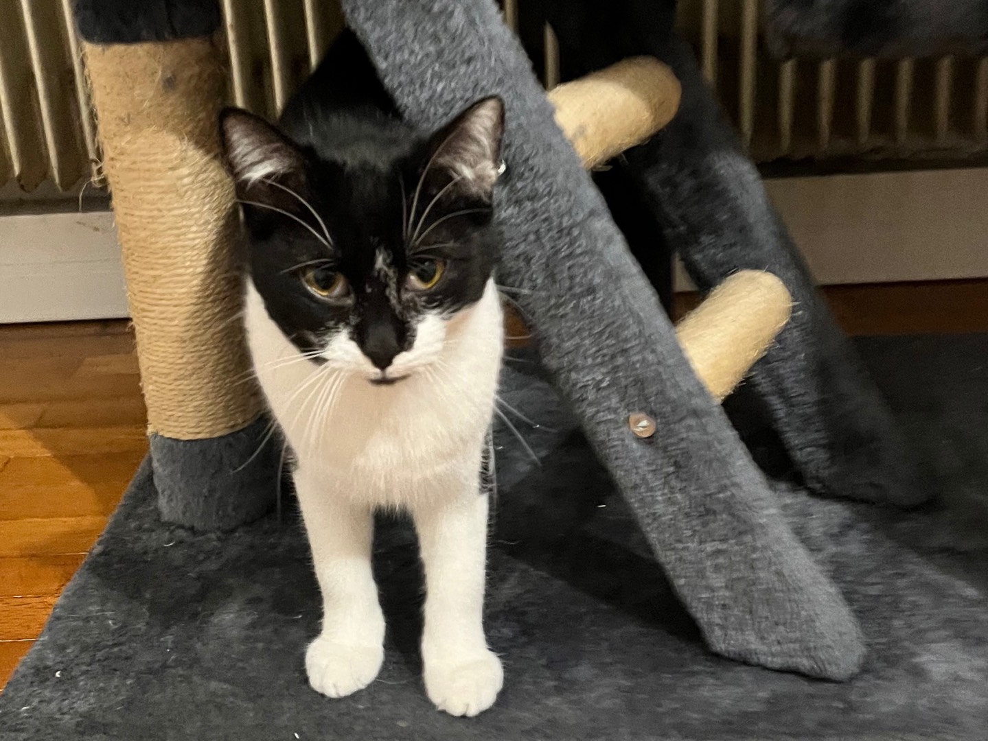 Adozione gatto, femmina, Razza sconosciuta Razza sconosciuta, 9 mesi, taglia non valida, Padova