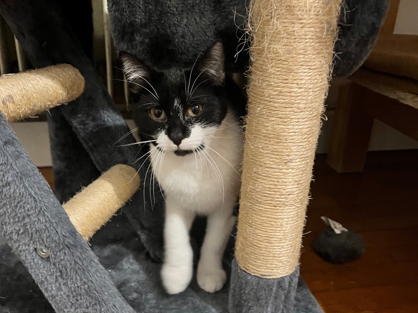 Adotta un gatto, femmina, 9 mesi, Padova