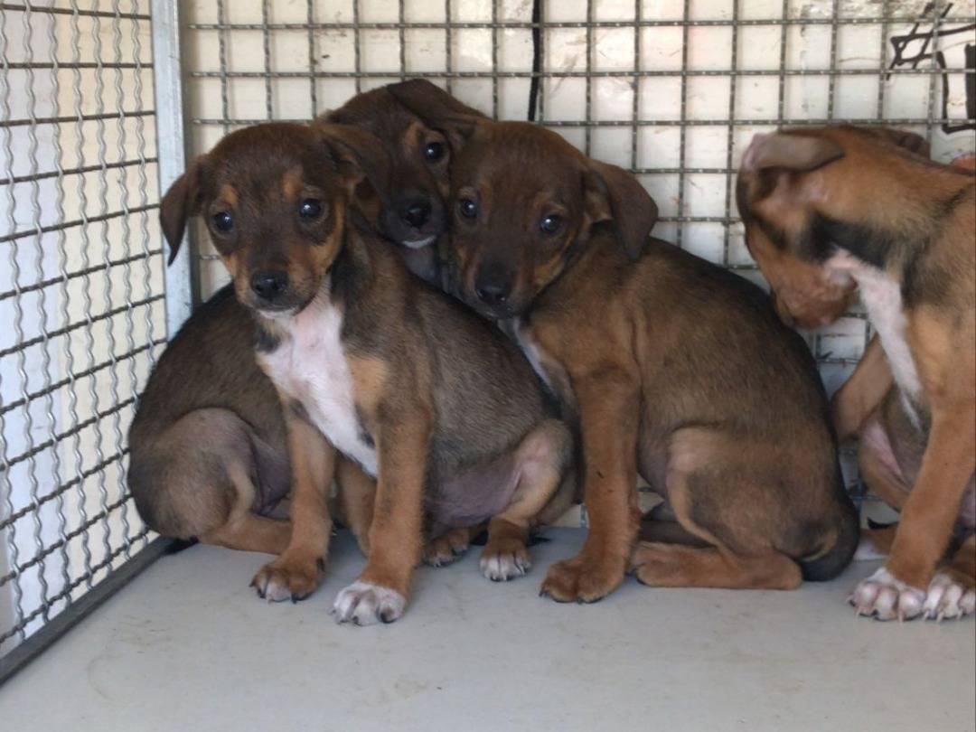 Adozione cane, maschio, Segugio Razza sconosciuta, 3 mesi, taglia media contenuta, Pavia