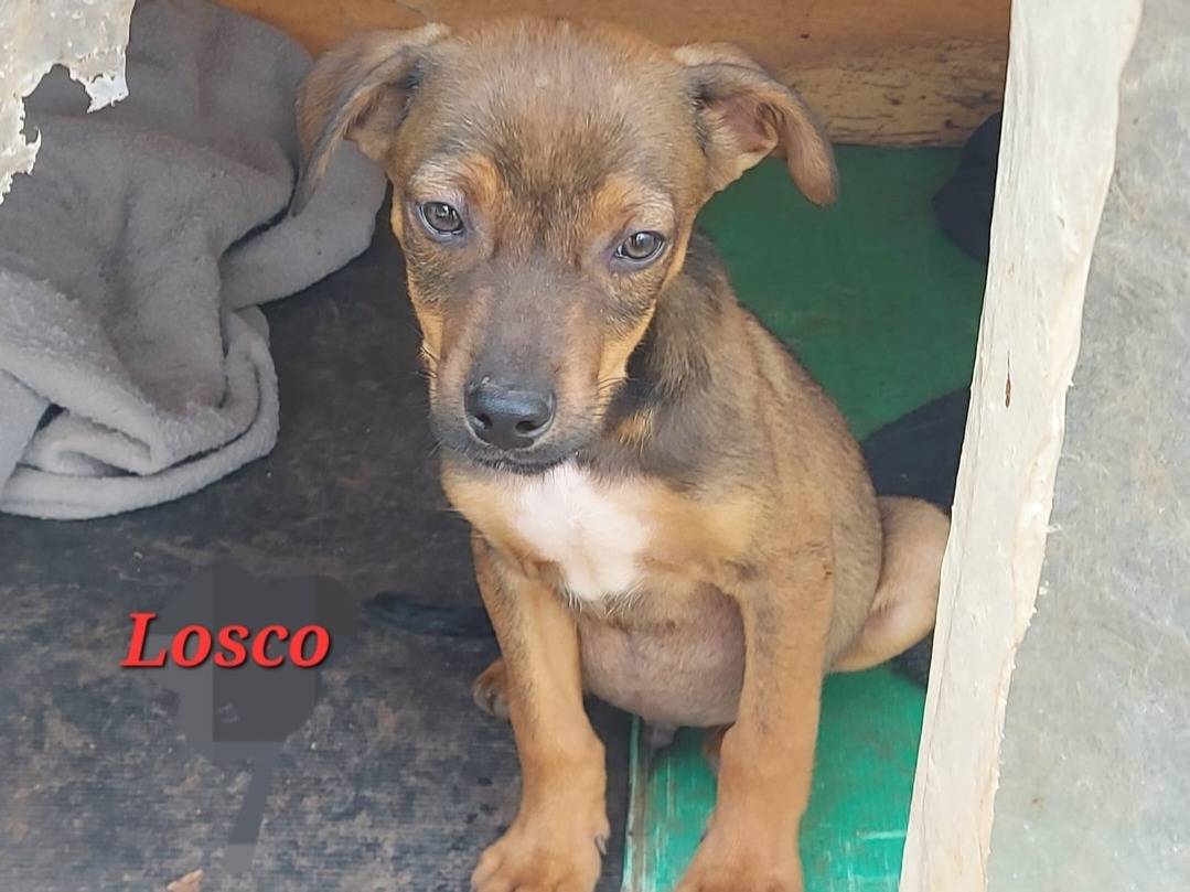 Adotta un cane, maschio, 3 mesi, Pavia