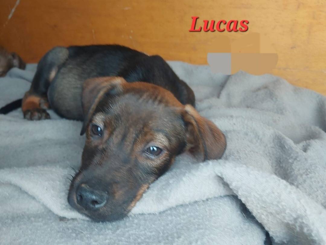 Adotta un cane, taglia media contenuta, maschio, Pavia