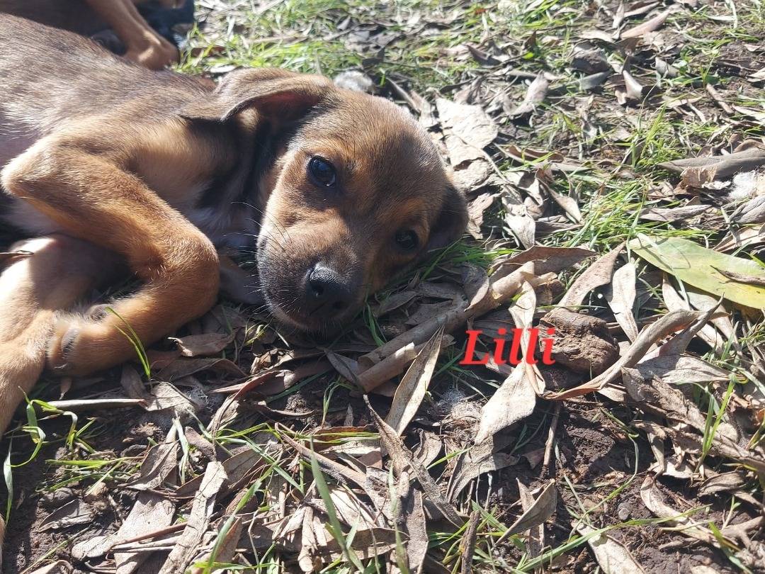 Vuoi adottare un cane a Pavia?