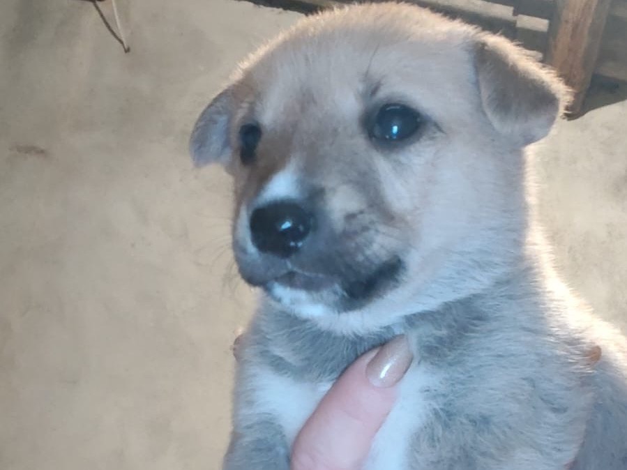 Adotta un cane, maschio, 3 mesi, Crotone