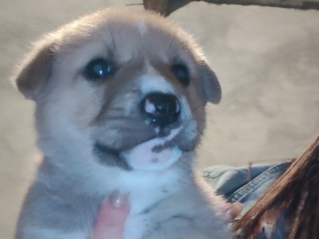 Adotta un cane, taglia media, maschio, Crotone