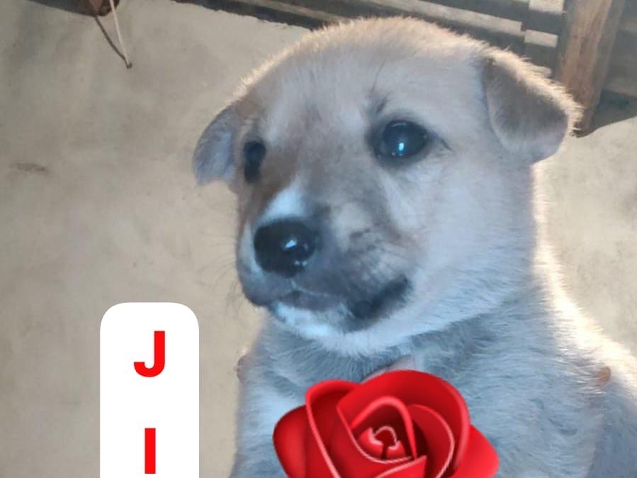 Vuoi adottare un cane a Crotone?