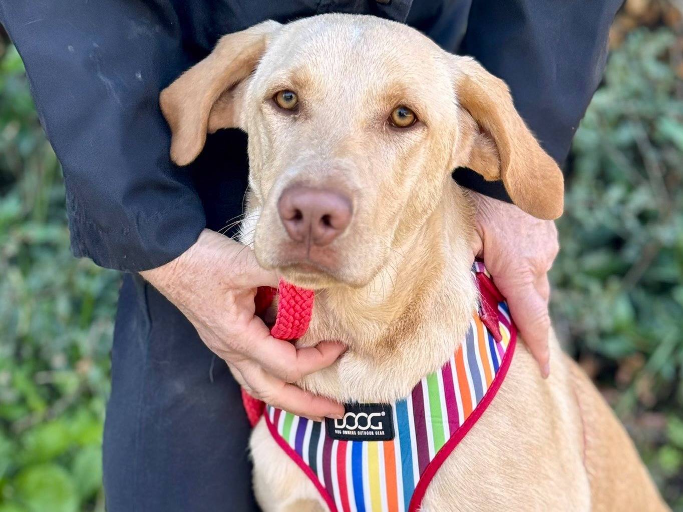 Adozione cane, femmina, Bracco Razza sconosciuta, 8 mesi, taglia media, Lecce