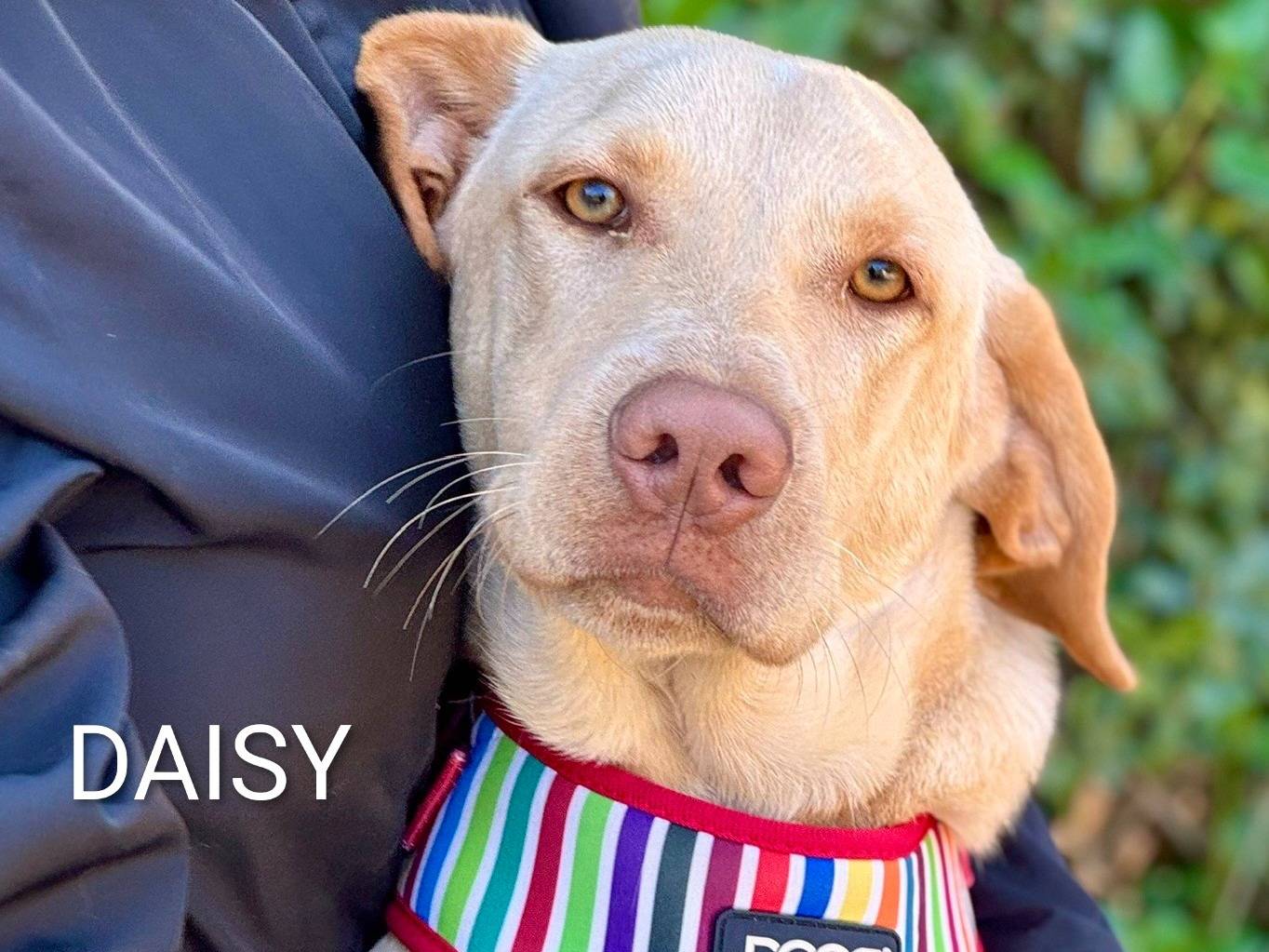 Adotta un cane, femmina, 8 mesi, Lecce