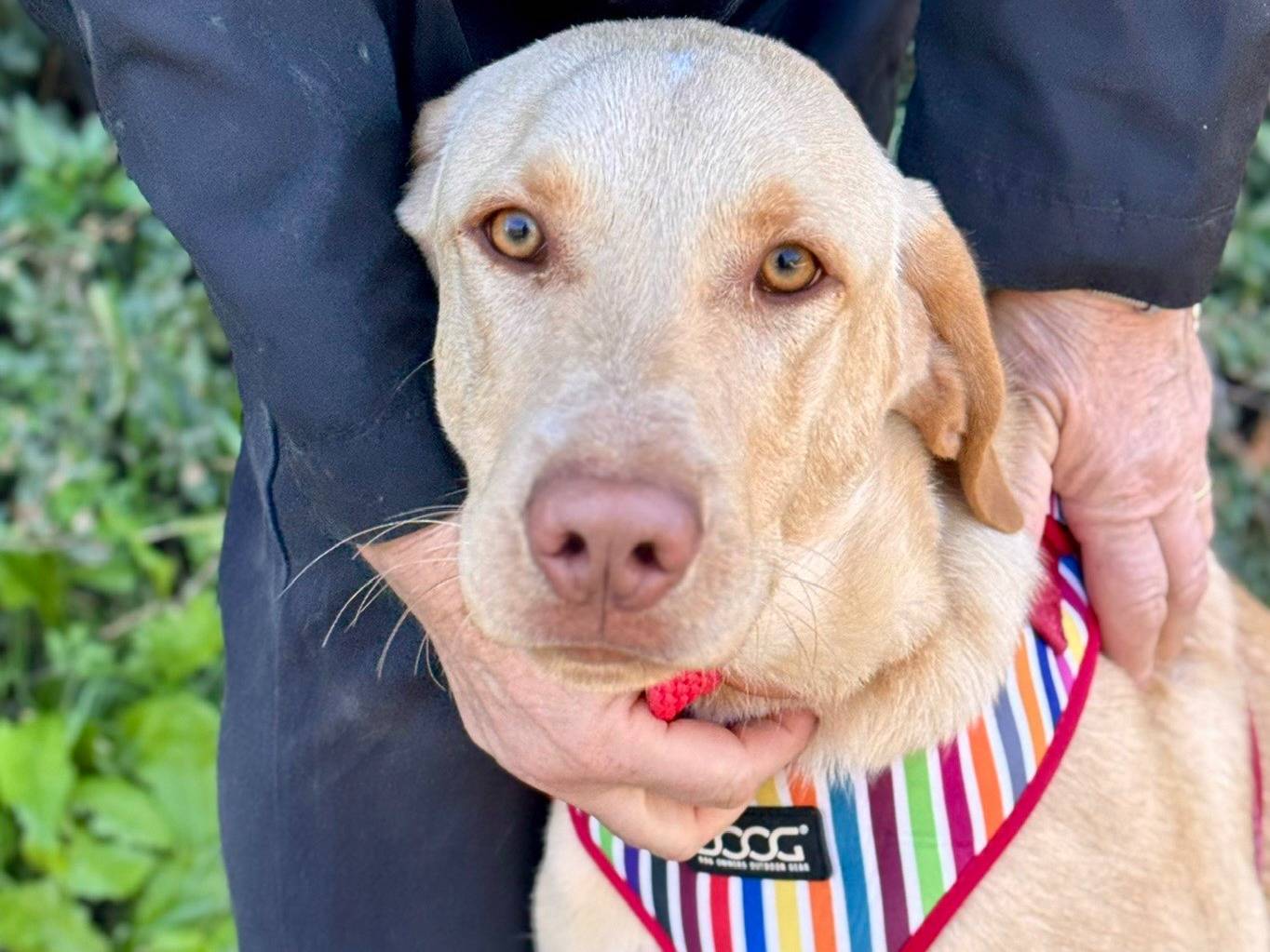 Adotta un cane, taglia media, femmina, Lecce