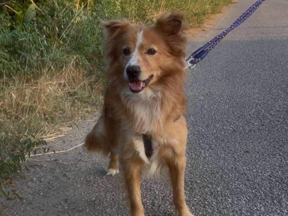 Vuoi adottare un cane a Crotone?