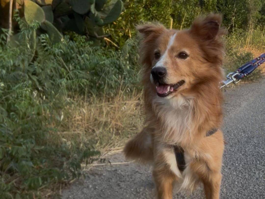 Adotta il cane Ricky a Crotone