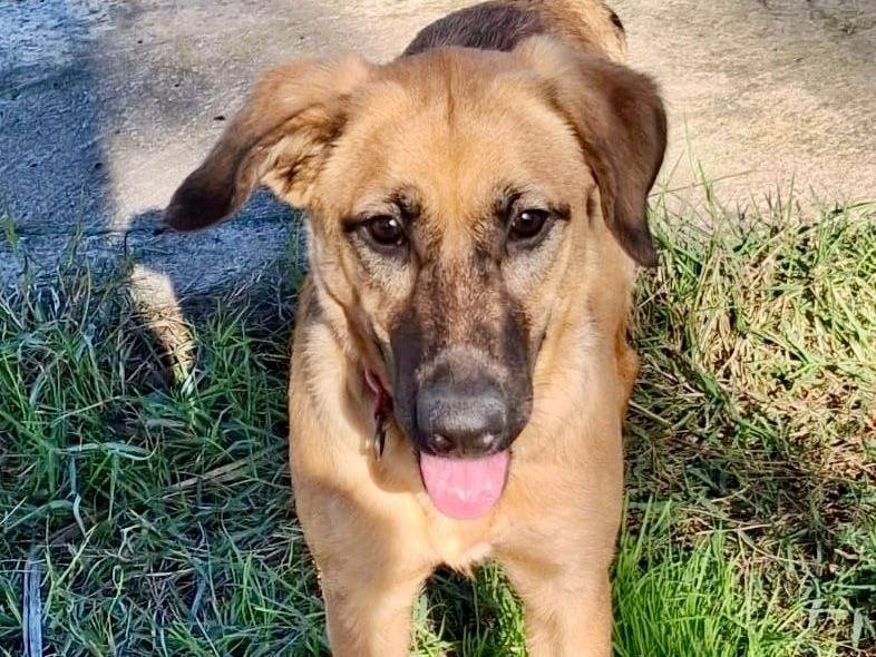 Adotta un cane, femmina, 6 mesi, Crotone