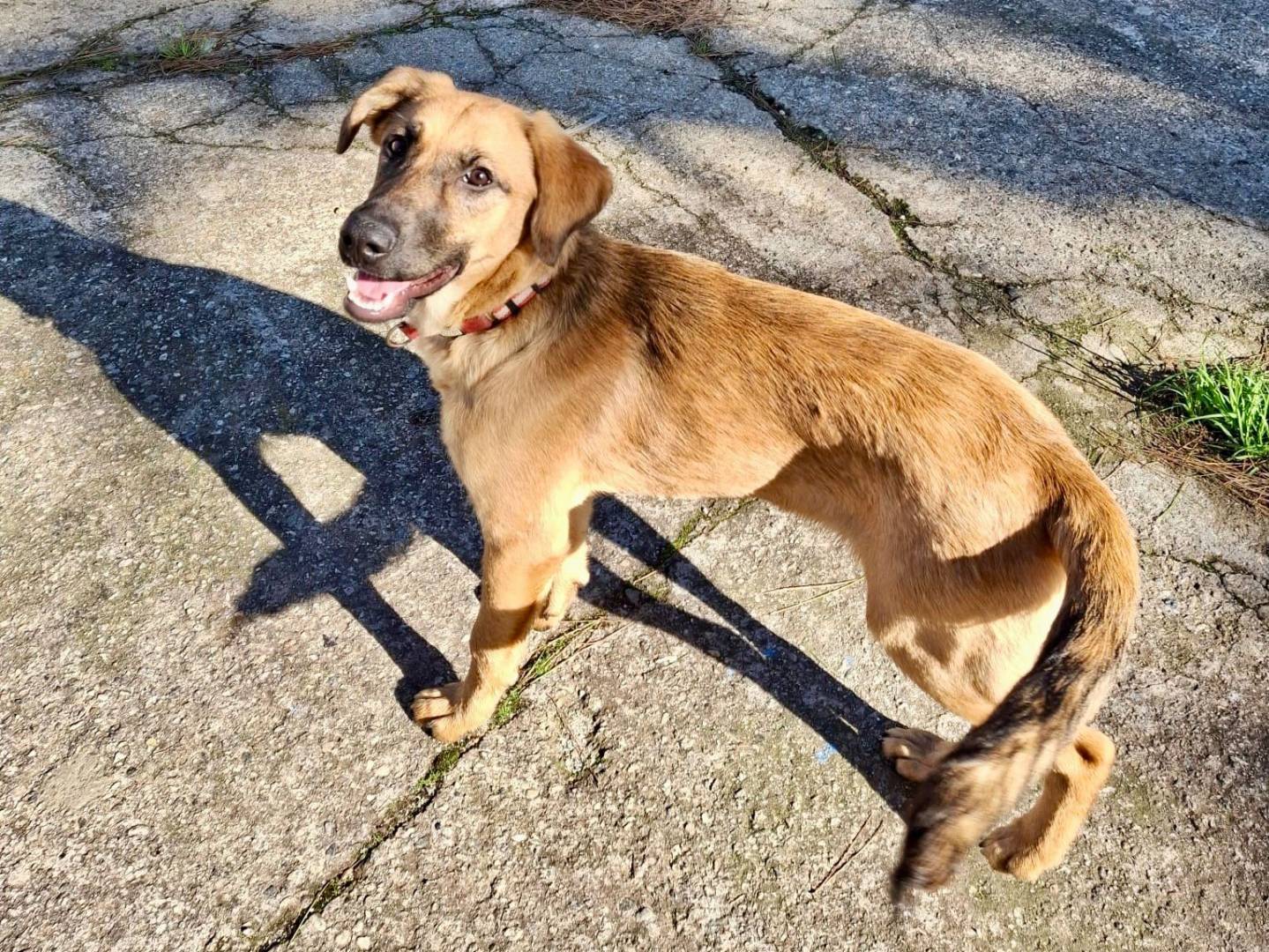 Adotta un cane, taglia media, femmina, Crotone