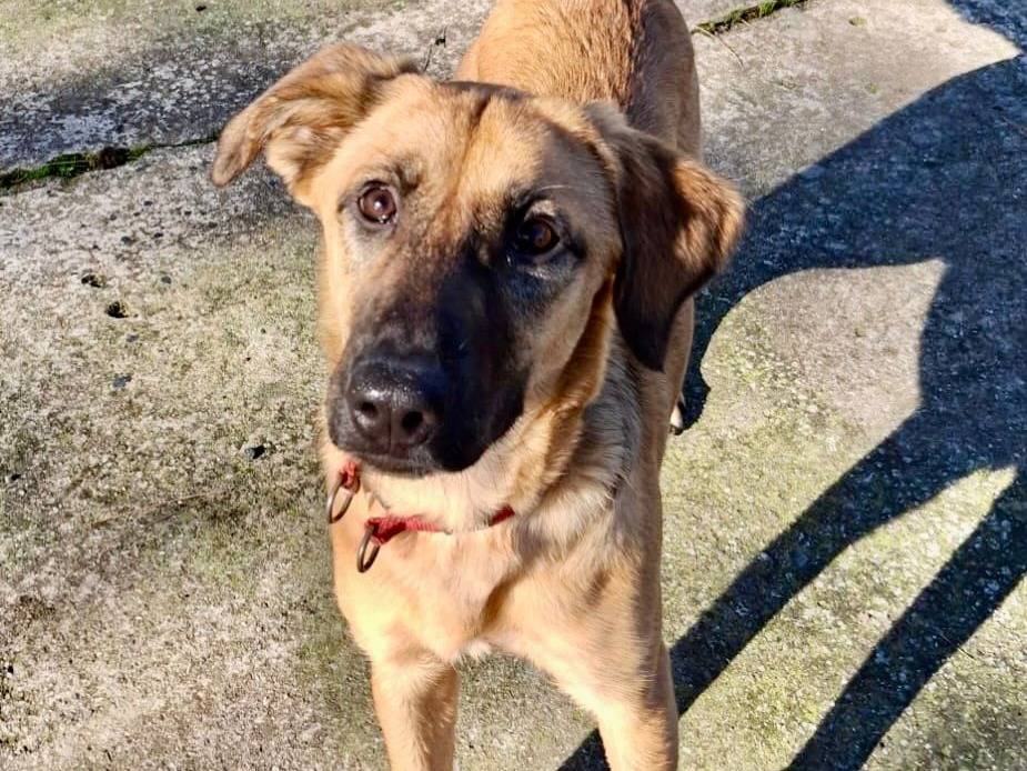 Vuoi adottare un cane a Crotone?